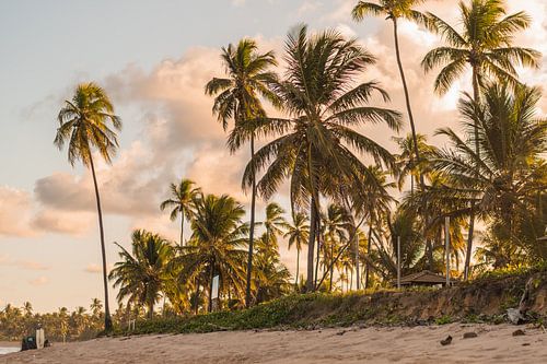 paradise beach with palm trees | Brazil | travel photography