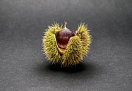 Sweet chestnut by artpictures.de thumbnail