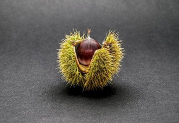 Sweet chestnut