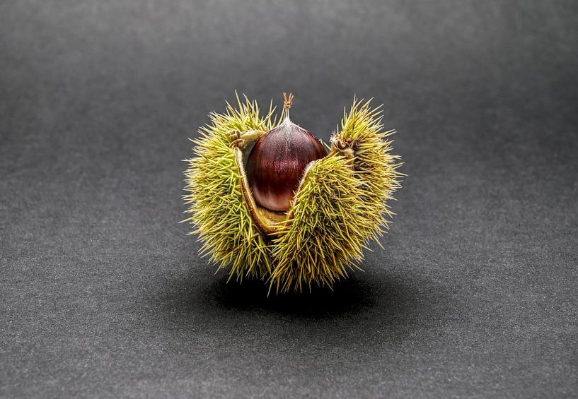 Sweet chestnut by artpictures.de