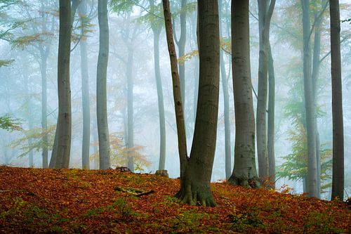 Herbstwald auf Usedom