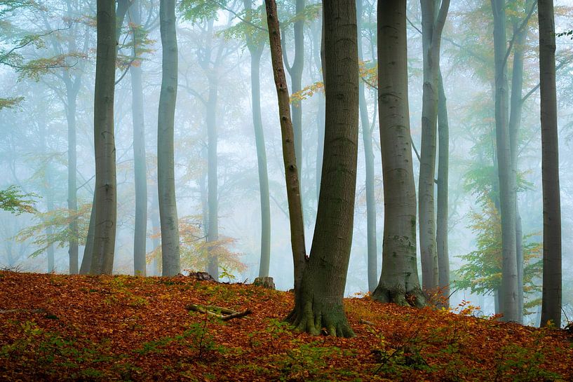 Autumn forest on Usedom by Martin Wasilewski
