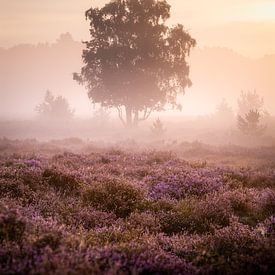 Nebliger Sonnenaufgang auf der blühenden lila Heide von Annette Roijaards