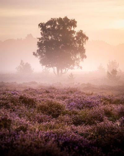Foggy sunrise on the flowering purple heather