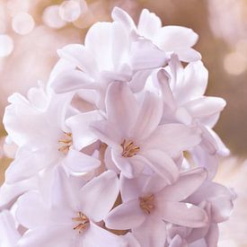 Hyazinthe von Violetta Honkisz