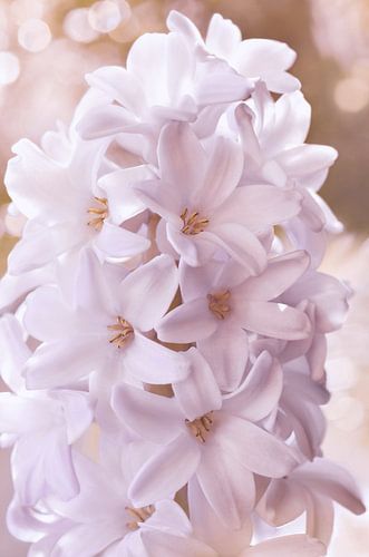 Hyazinthe von Violetta Honkisz