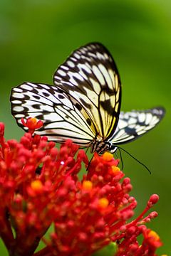 Bunter Schmetterling von Esther van Engen