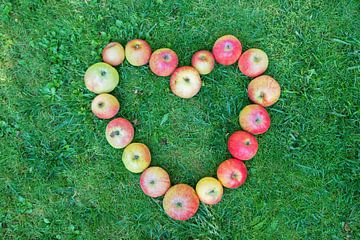Appelhart op een groene weide