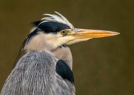 Ik hou de wacht! Blauwe Reiger,Ardea cinerea