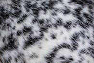 Coat of Alaskan Huksy by Martijn Smeets thumbnail
