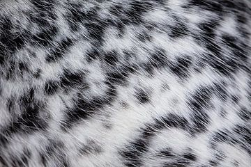 Coat of Alaskan Huksy by Martijn Smeets