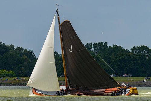 Skûtsje zeilboot op het IJsselmeer