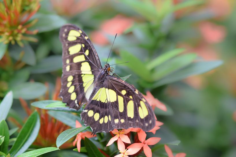 Colourful butterfly on flowers by Kim de Been
