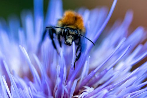 Bij  blij in paars kardoen