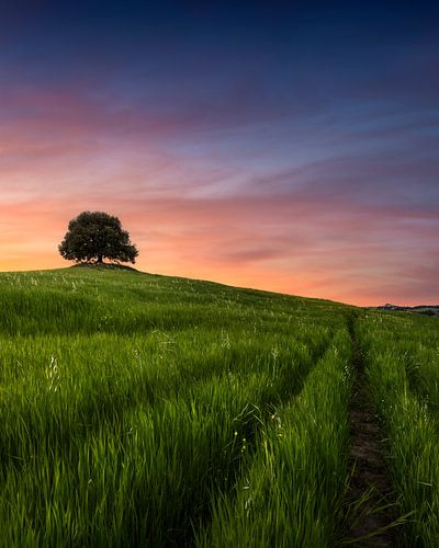 Eenzame steeneik tegen vurige Toscaanse zonsondergang in Siena Countrysi