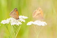 fading butterflies