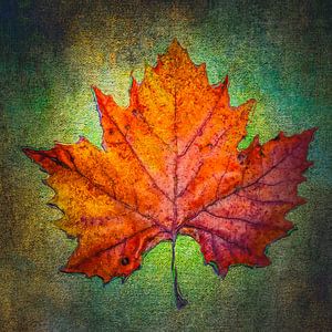 Herbstblatt auf Grün von Freddy Hoevers
