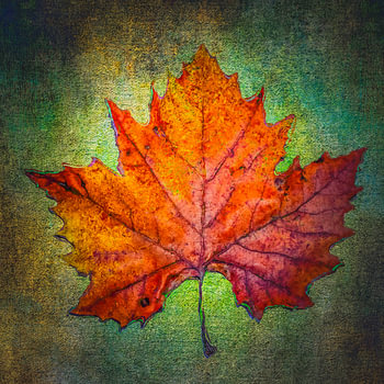 Herfstblad op groen