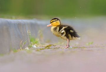 Dreamy baby duckling by Remco Van Daalen