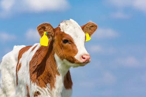 Portrait head of newborn red and white calf with sky in background