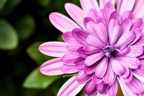 Roze bloem von Gerben Duijster