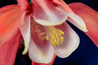 Red flower of the aquilegia, close up by Rietje Bulthuis thumbnail