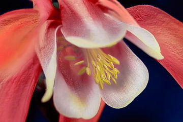 Red flower of the aquilegia, close up by Rietje Bulthuis
