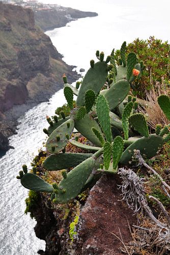 View of the Madeira coast
