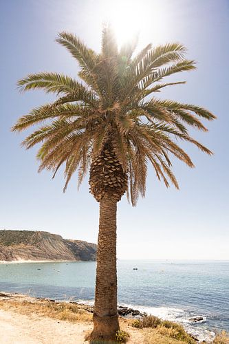 A palm tree in the sunshine by the sea – Luz, Portugal