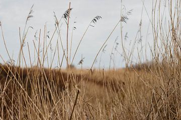 Dünengräser im Westduin Park in Scheveningen von Anne Zwagers