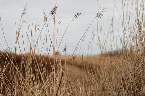 Dune grasses in the Westduin Park in Scheveningen