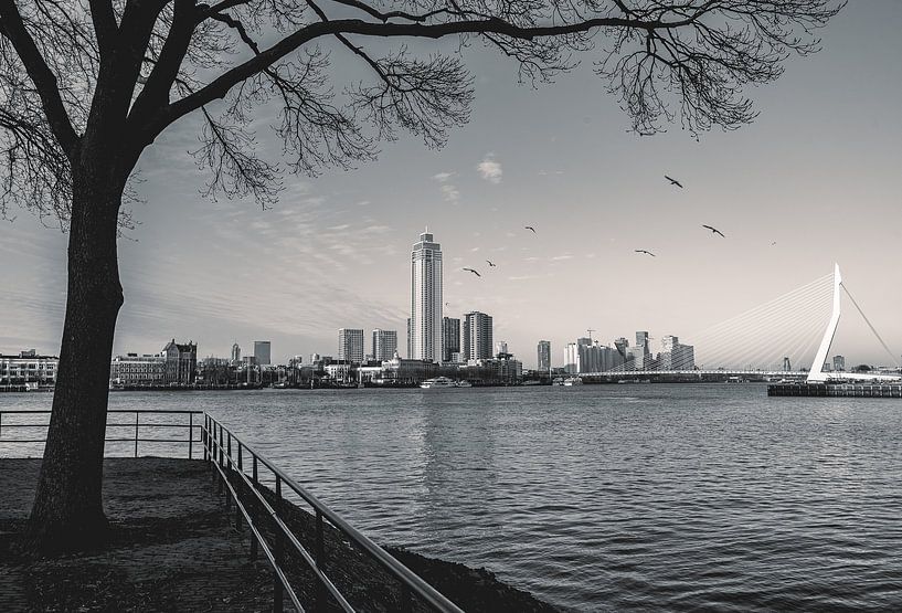 Rotterdam in Black And White by Sonny Vermeer