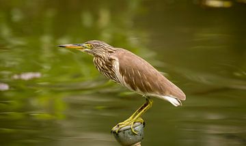 Chinese reiger sur Pieter Heres