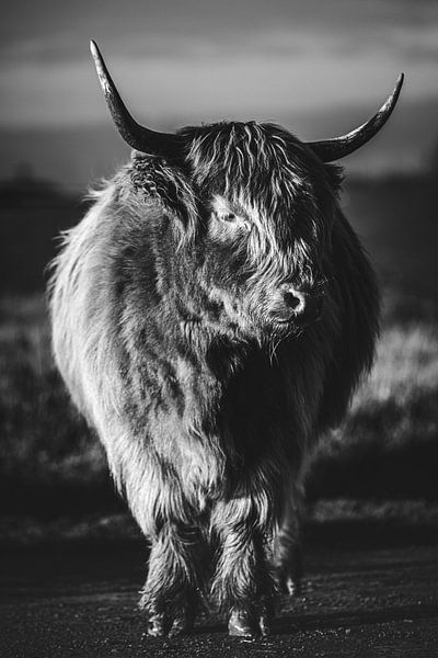 Scottish Highlander - Black and white by Nicky Kapel