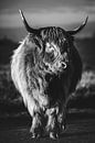 Scottish Highlander - Black and white by Nicky Kapel thumbnail