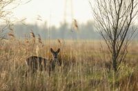 Rehwild (Ziege)