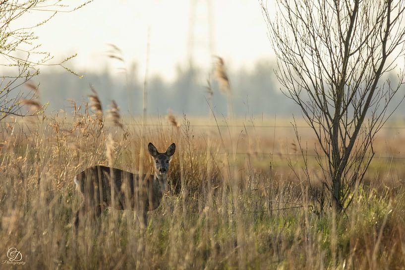 Rehwild (Ziege) von cd_photography