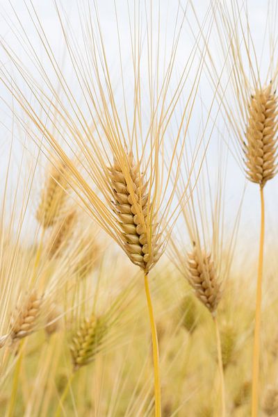 Rizière avec jeunes plants de riz mûrs, vue rapprochée par Frans Rombout