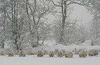 Ondergesneeuwd by Saskia van den Berg Fotografie thumbnail