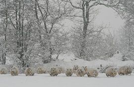 Ondergesneeuwd von Saskia van den Berg Fotografie