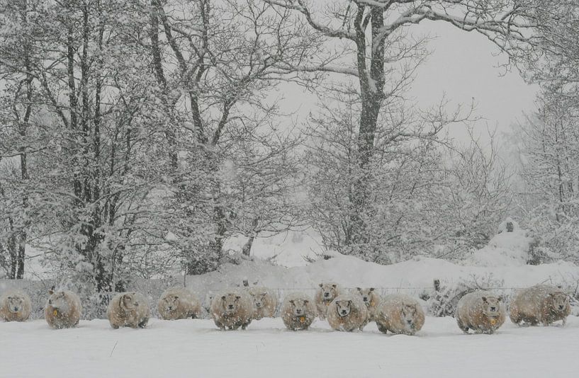 Ondergesneeuwd by Saskia van den Berg Fotografie