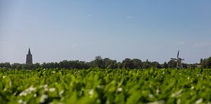 Campagne avec Oostkapelle en arrière-plan 2