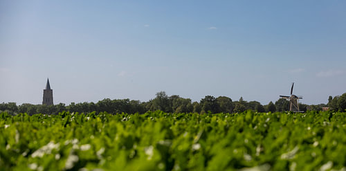 Platteland met Oostkapelle op de achtergrond 2