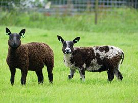 Twee schapen in de wei von Kevin Bergenhenegouwen