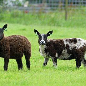 Twee schapen in de wei von Kevin Bergenhenegouwen