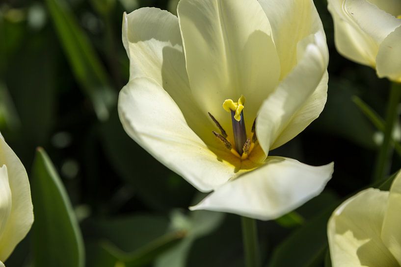 Witte bloem van Chris Snoek