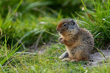 Arktisches Erdhörnchen in Kanada von Roland Brack