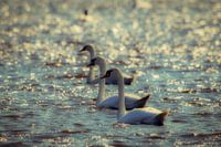 Les enfants de Lir