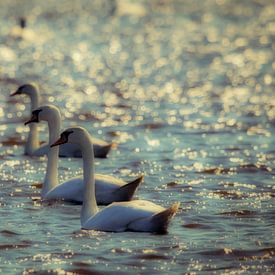 The children of Lir by Rinke van Brenkelen