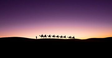 Kamelen aan de horizon van Stephan Tamminga